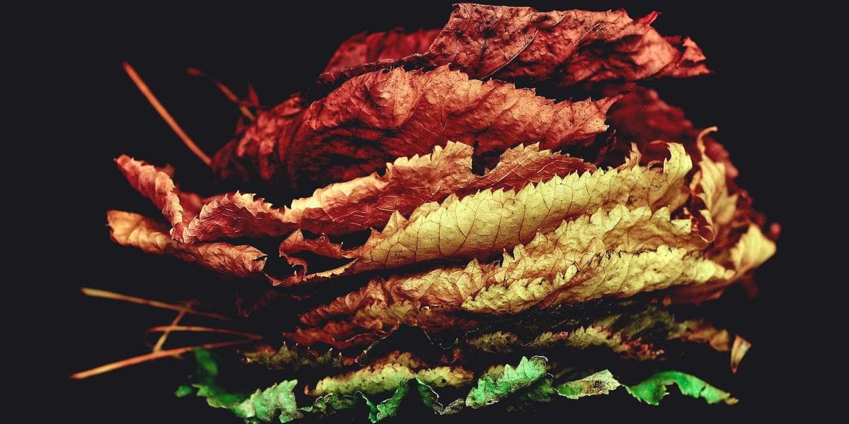 Growth Visualization